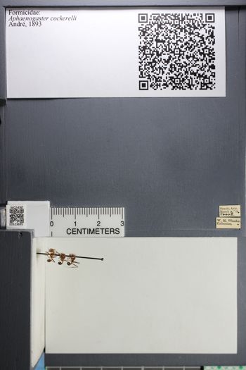 Media type: image; Entomology 523695